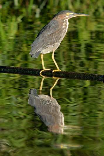 Groene Reiger